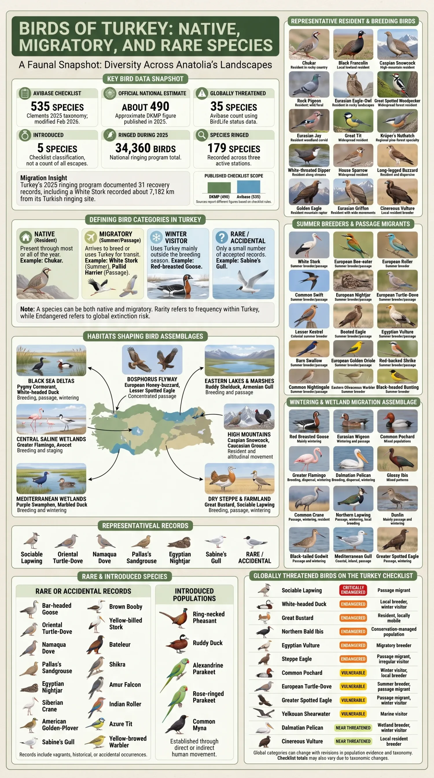 Illustrated vertical composition representing birds recorded in Turkey