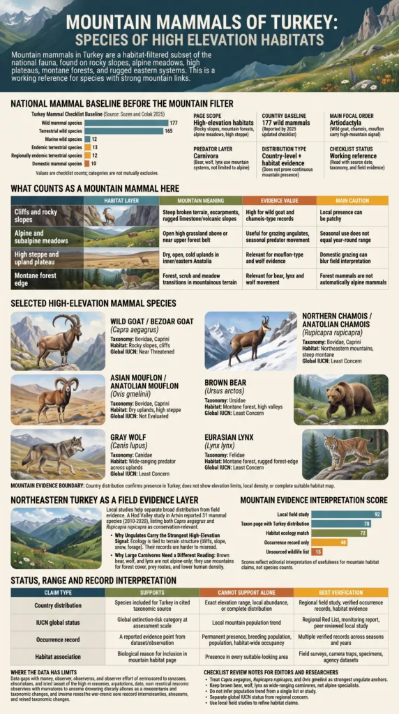 Mountain mammals of Turkey, showcasing species adapted to high elevation habitats in Turkey's mountainous regions.