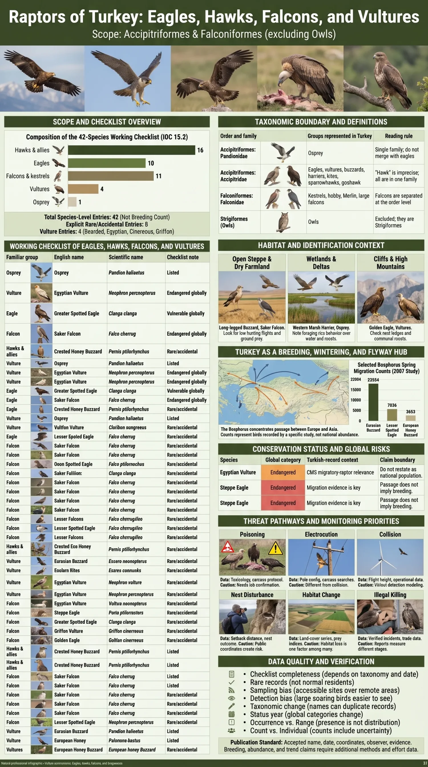 Illustrated eagles, hawks, falcons and vultures of Turkey