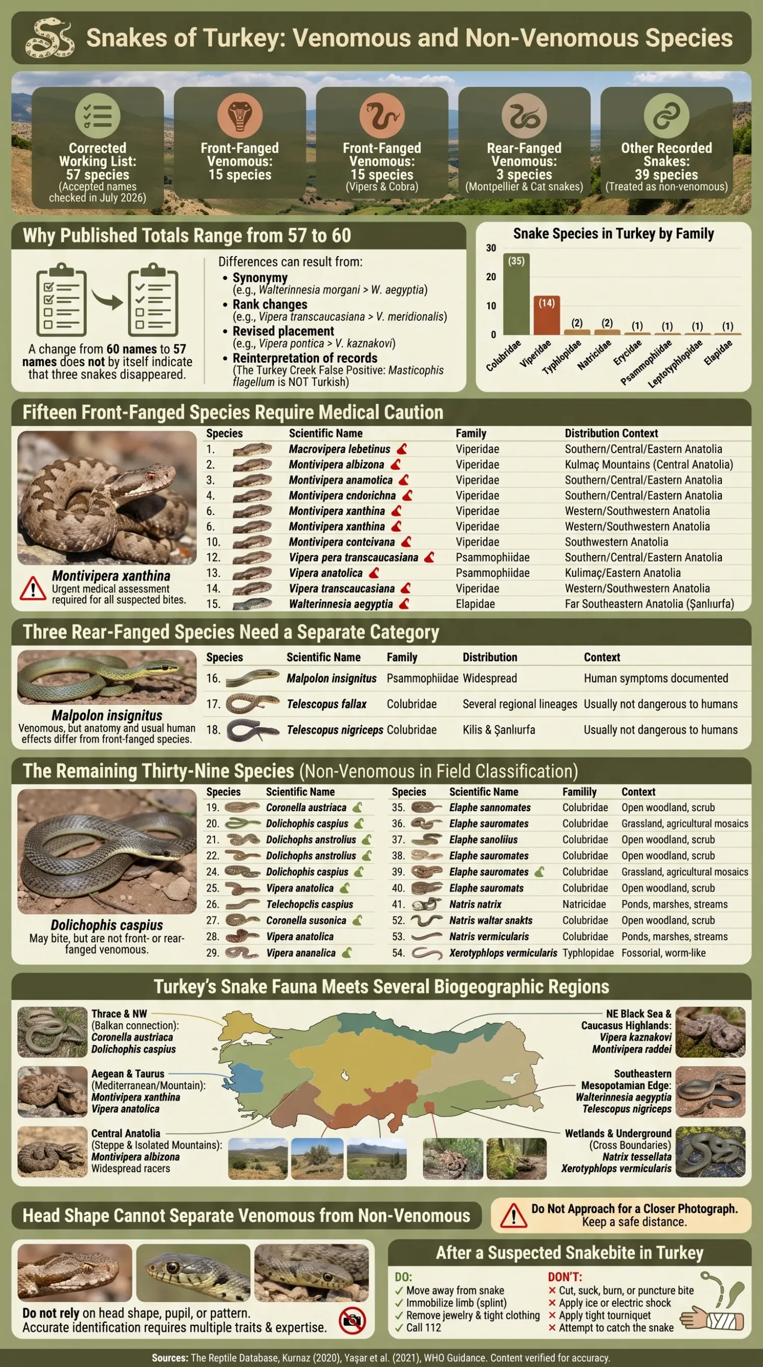 Snakes of Turkey, showing various venomous and non-venomous species found in the region.