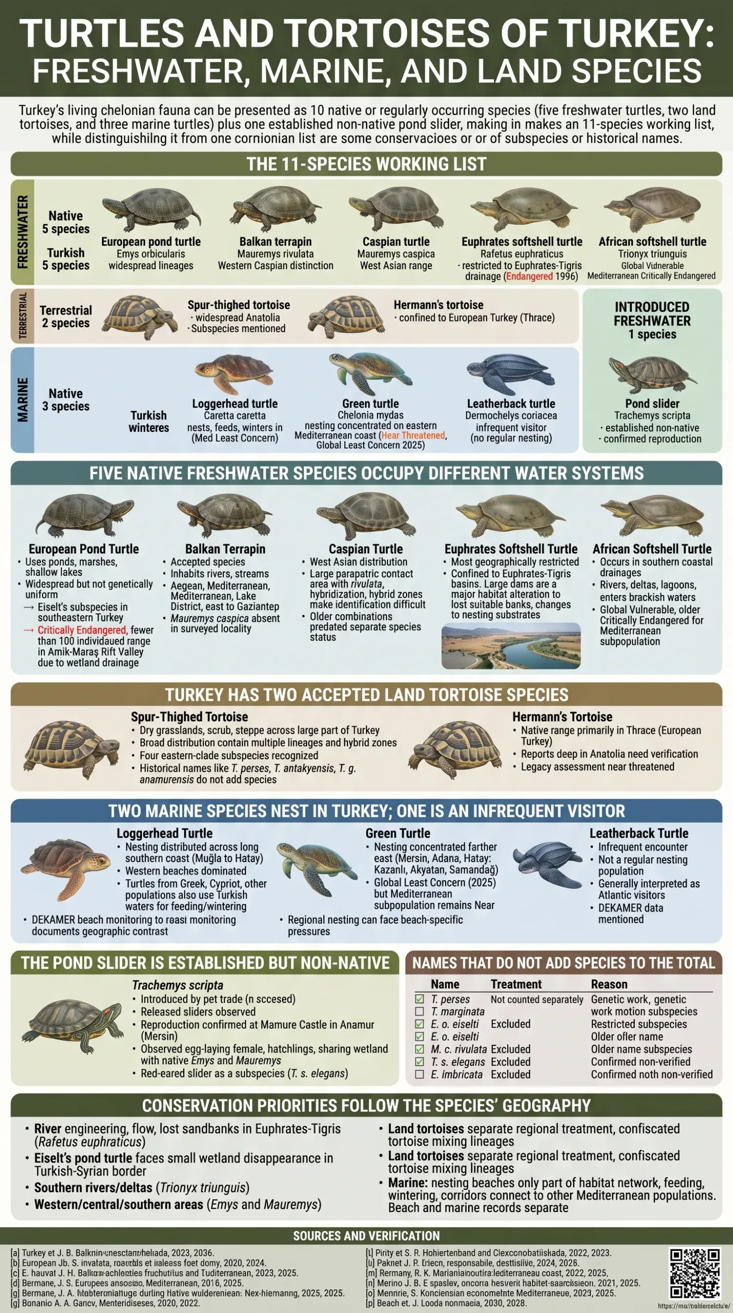 Various freshwater, marine, and land turtles and tortoises found in Turkey, showcasing their diverse species and habitats.