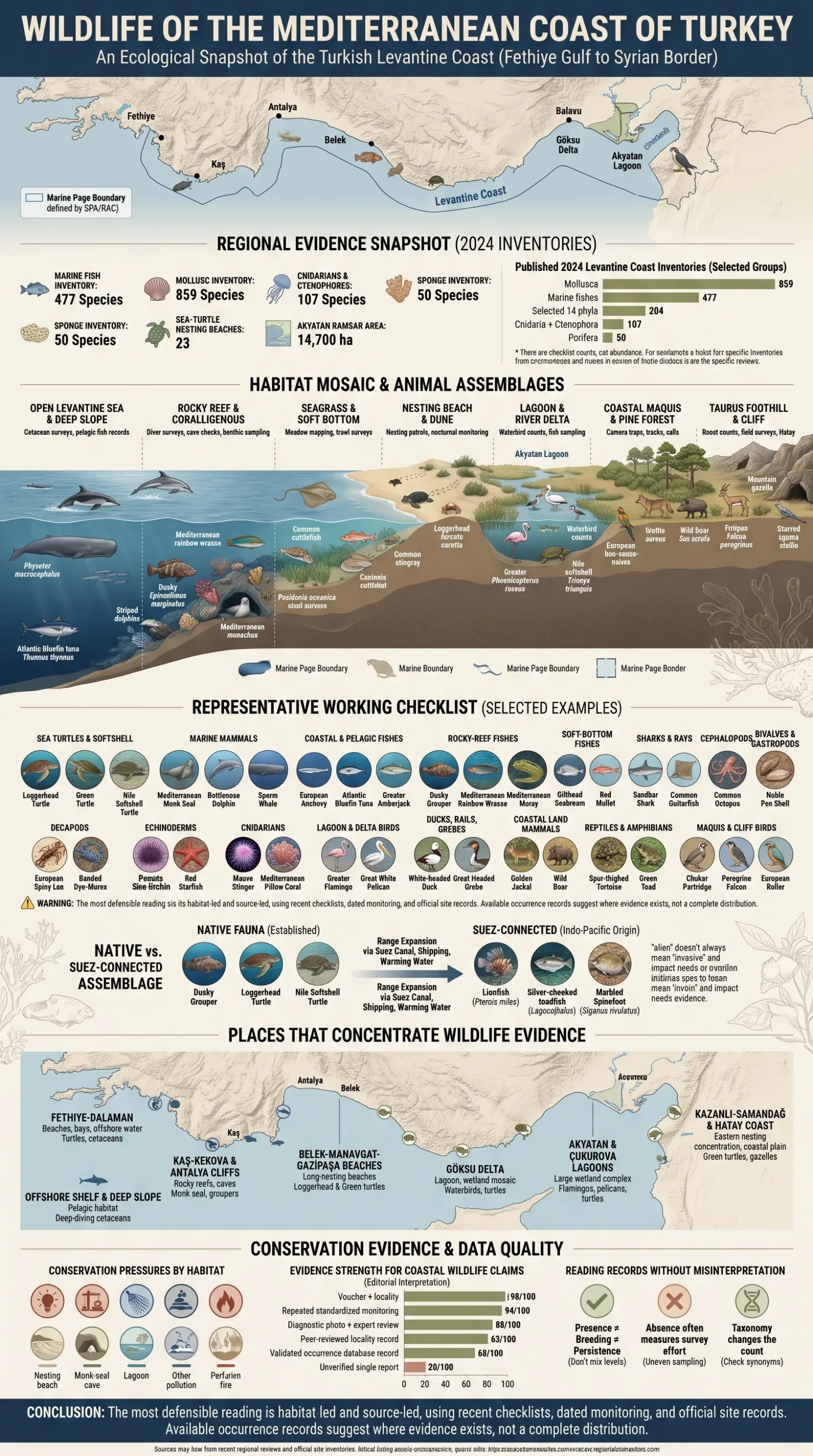 Turkey's Mediterranean wildlife features diverse species across coastlines, forests, and marine environments of this unique regional ecosystem.