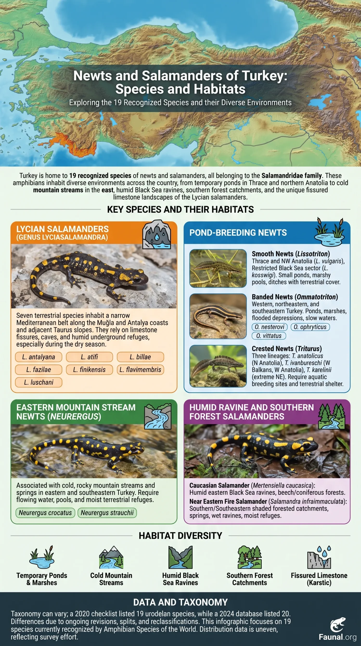 Turkish newts and salamanders in their natural habitats, showcasing unique species and how to identify them in the wild.