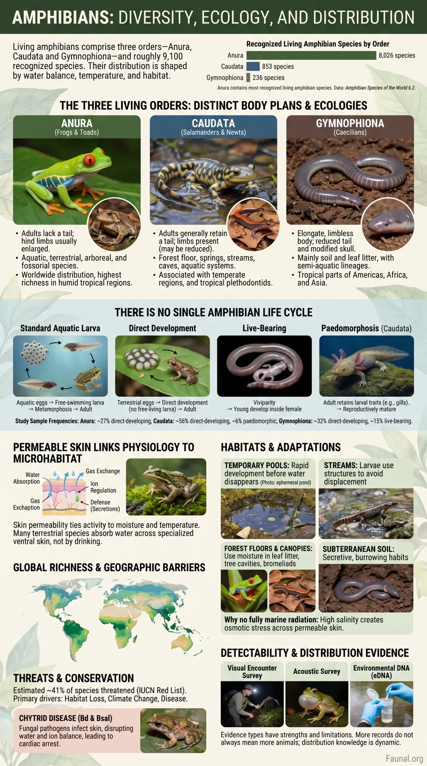 Amphibians