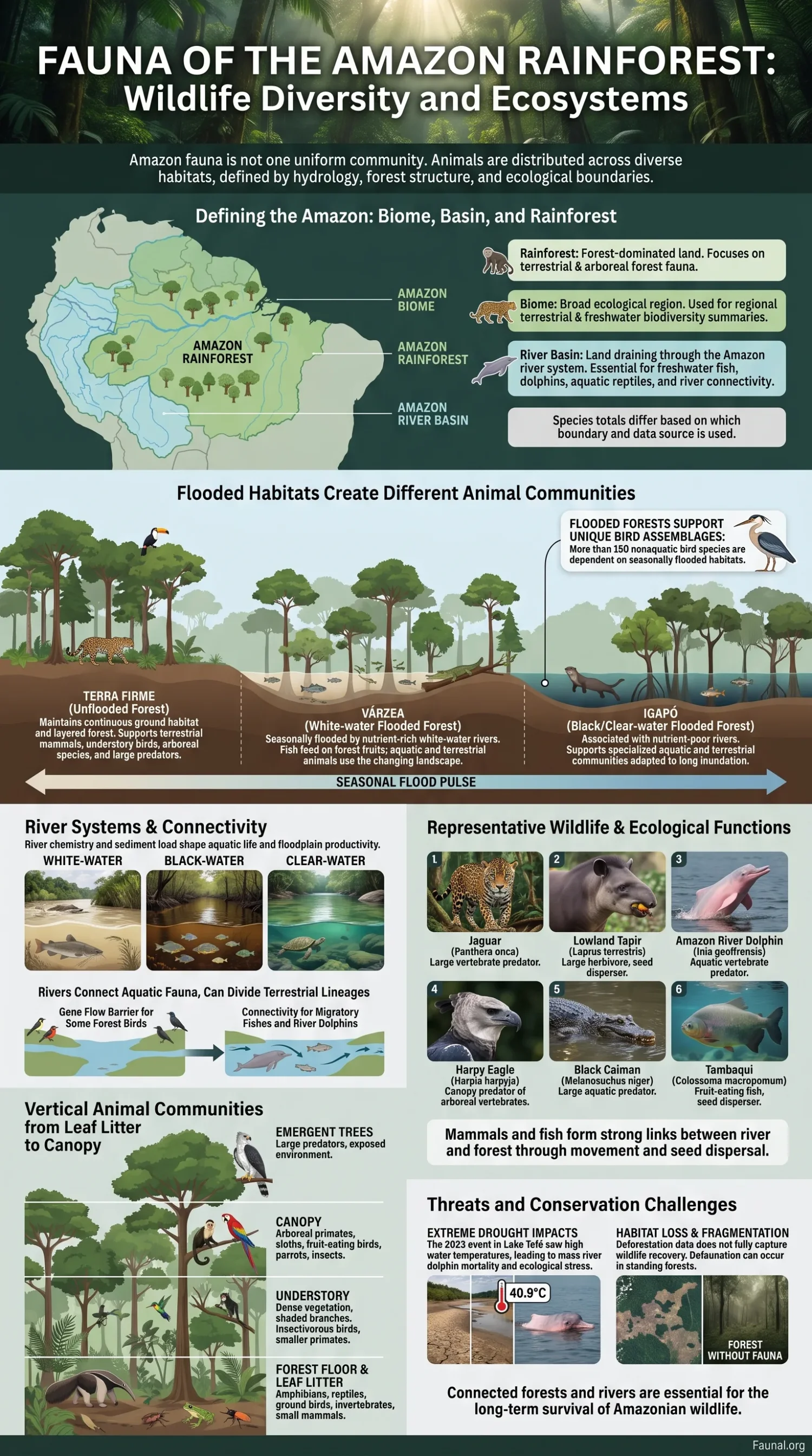 Fauna of the Amazon Rainforest