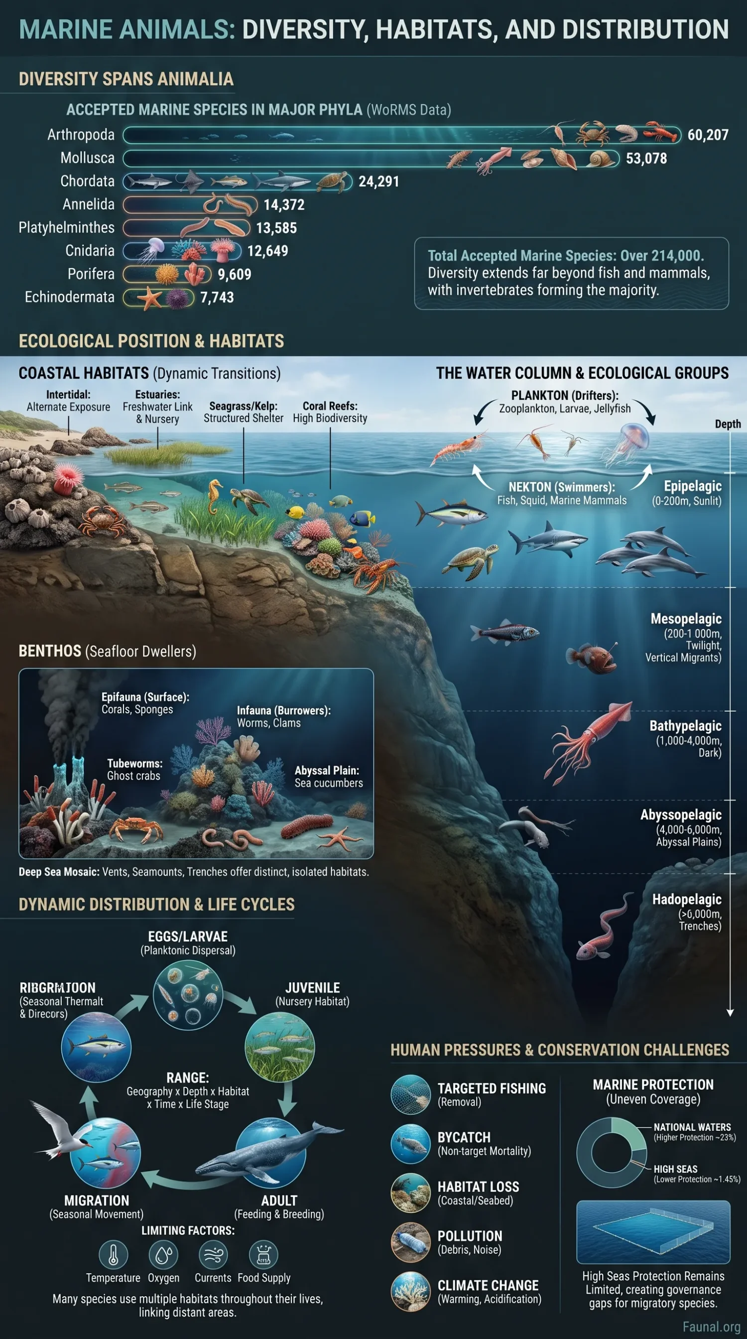 Marine Animals