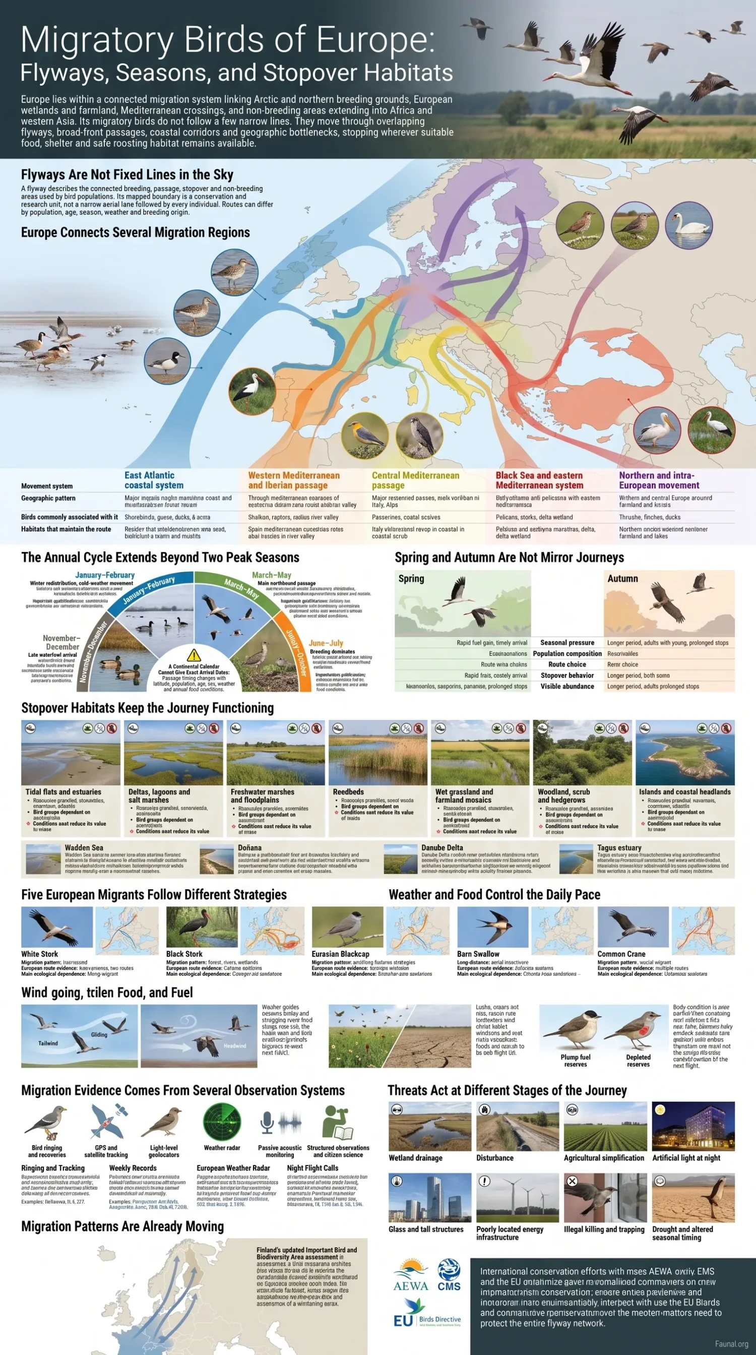Migratory birds in Europe and their flyways, seasonal movements, and key stopover habitats