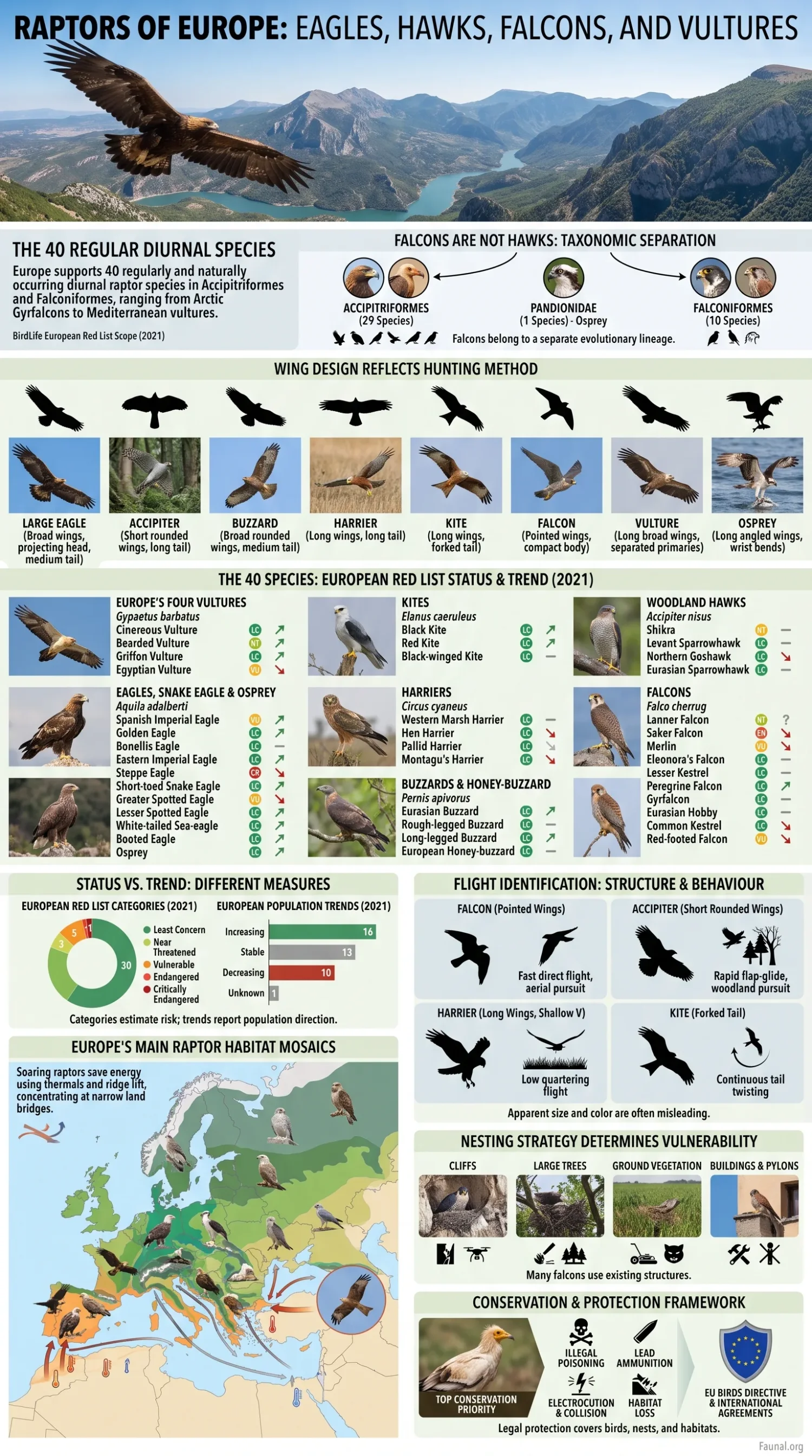 European raptors like eagles, hawks, falcons, and vultures soar through the sky showcasing their impressive hunting skills and majestic wingspans.