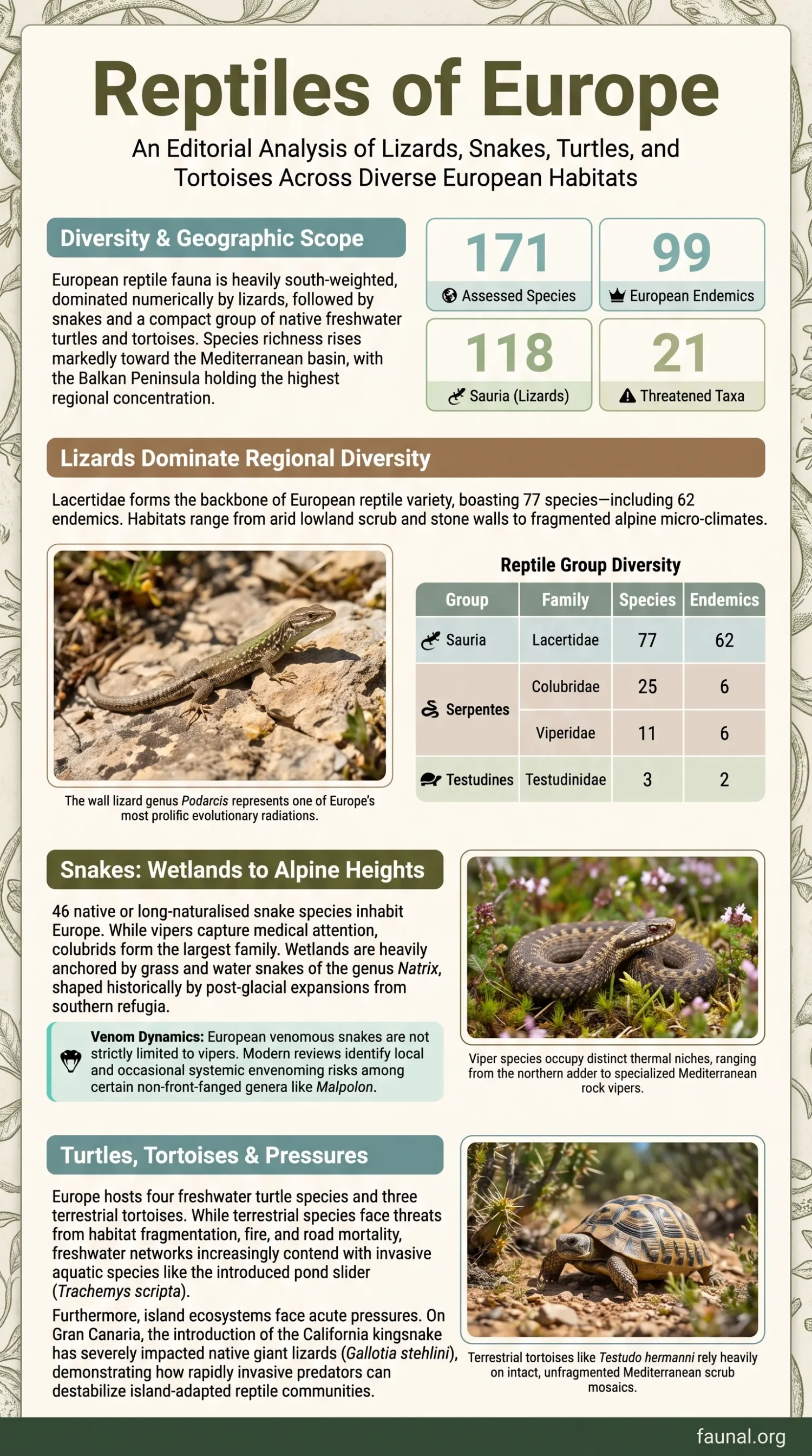 Europe reptiles overview showcasing various snakes, lizards, turtles, and tortoises found across the continent.