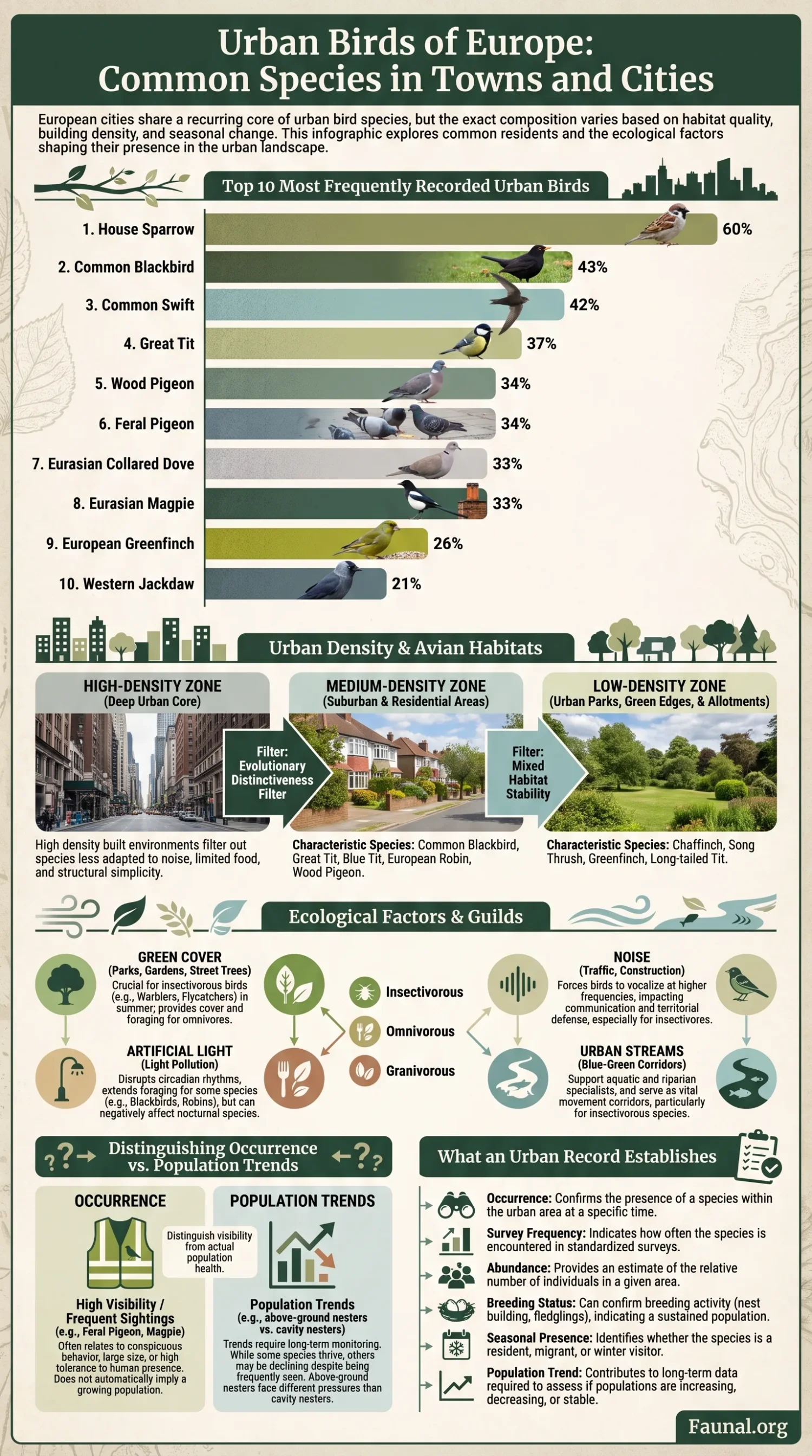 European urban birds like sparrows and pigeons thrive in city environments, showcasing common species found in towns and urban areas.